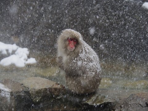 A snow monkey, Japan macaque, japanese macaque (Macaca fuscata), sits on the edge of a hot spring during a snowstorm. Nagano, Japan