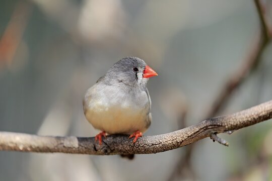 Zebra finch (Taeniopygia guttata), adult, female, on standby, Mount Lofty, South Australia, Australia