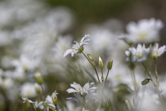 Field horsetail (Cerastium arvense), Emsland, Lower Saxony, Germany