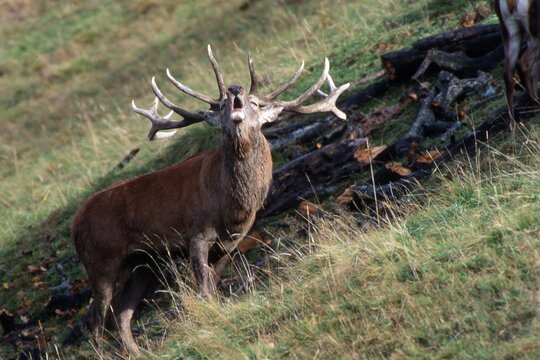 Red Deer (Cervus elaphus), calling out, roaring, roar call, Aurach, Tyrol, Austria, Europe