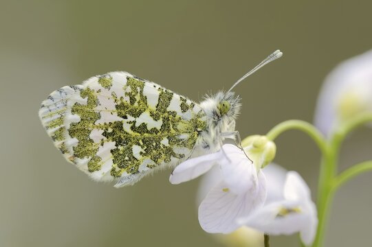 Orange tip (Anthocharis cardamines) on inflorescence of cuckoo flower (Cardamine pratensis), North Rhine-Westphalia, Germany