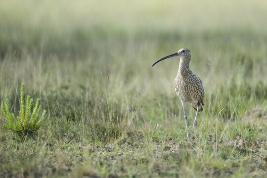 Curlew (Numenius arquatus), Emsland, Lower Saxony, Germany
