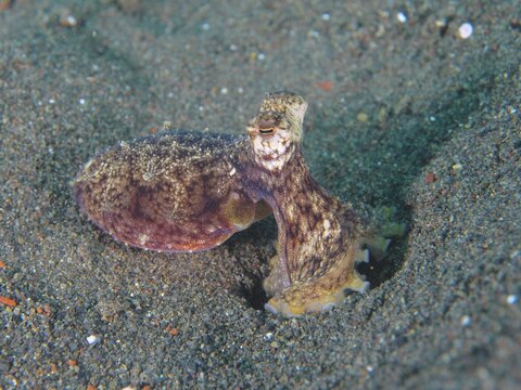 A marbled octopus (Amphioctopus aegina) retreats into the sand, dive site Puri Jati, Umeanyar, Bali, Indonesia