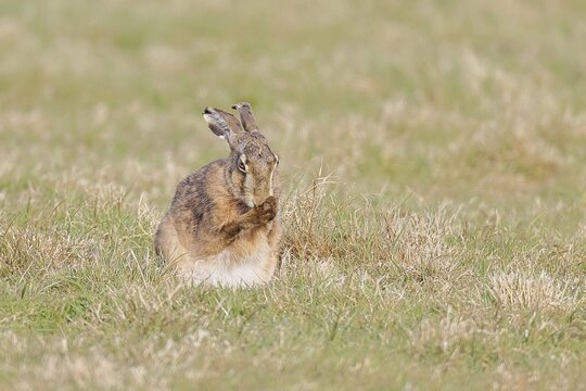 Brown hare (Lepus europaeus) sitting in a meadow and cleaning itself, North Rhine-Westphalia, Germany