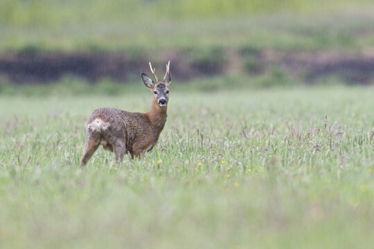 European roe deer (Capreolus capreolus), Emsland, Lower Saxony, Germany
