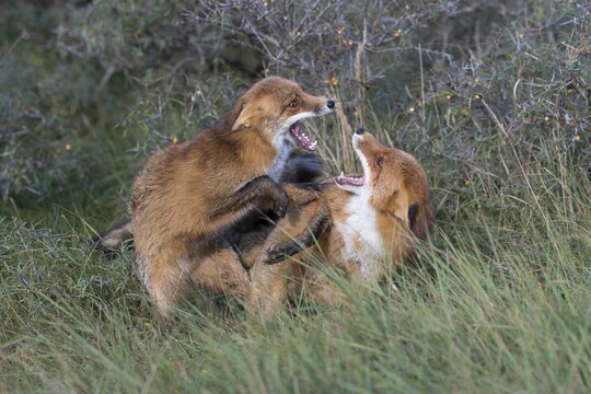 Red foxes (Vulpes vulpes), two fighting males, North Holland, Netherlands