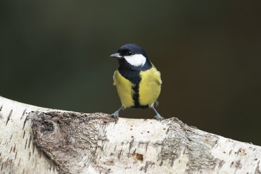 Great tit (Parus major) adult garden bird on a tree branch, England, United Kingdom