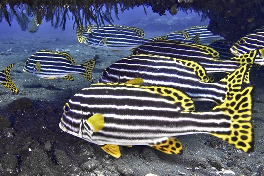 A school of striped fish with yellow fins, Oriental sweetlips (Plectorhinchus vittatus), under a rock formation, dive site USAT Liberty, Tulamben, Bali, Indonesia