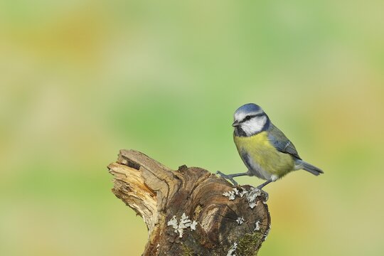 Blue tit (Cyanistes caeruleus), sitting on deadwood, Wilden, North Rhine-Westphalia, Germany