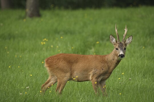 European roe deerbock (Capreolus capreolus) odd eights during the leaf period, Lower Austria, Austria