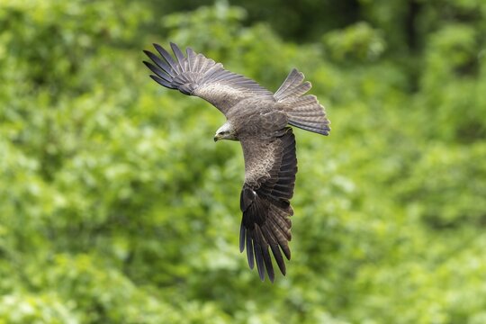 Bird of prey in flight in front of a green forest background, with outstretched wings in nature, red kite (Milvus milvus) wildlife