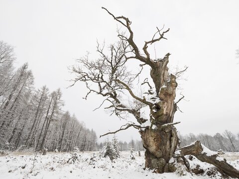 Old gnarled solitary oak (Quercus robur) in winter, former hute tree, Reinhardswald, Hesse, Germany