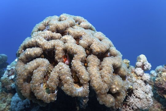 Bubble Coral (Plerogyra sinuosa), Makadi Bay, Red Sea, Hurghada, Egypt