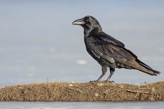 Common raven (Corvus corax), Feldberger Seenlandschaft, Mecklenburg-Western Pomerania, Germany