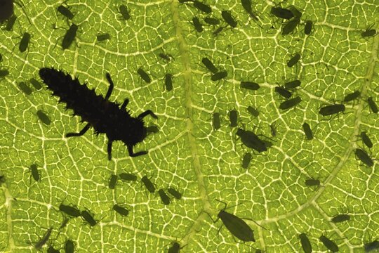 Ladybird or ladybug (Coccinella spp.) insect larva feeding on an aphids on a leaf, Suffolk, England, United Kingdom