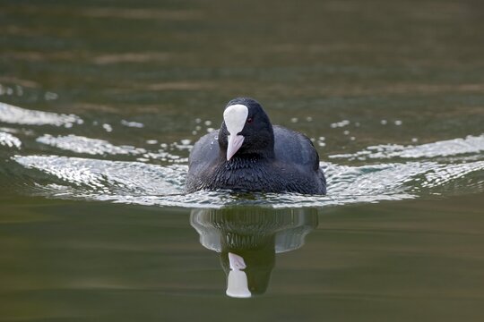 Common coot (Fulica atra), swims at the water, Reintaler-See, Tyrol, Austria