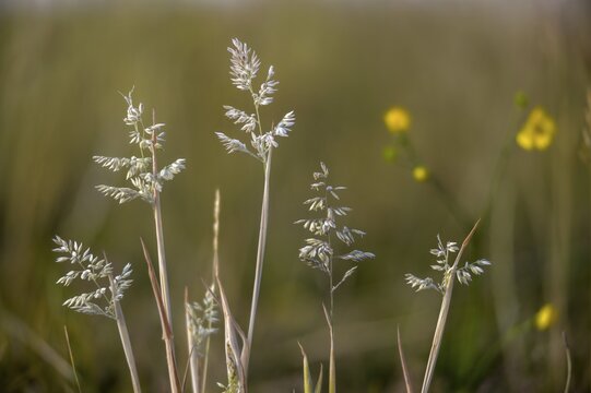 Holcus lanatus, honeygrass, meadow soft grass, velvet grass, wooly honeygrass, Yorkshire fog, flora, plants, plants