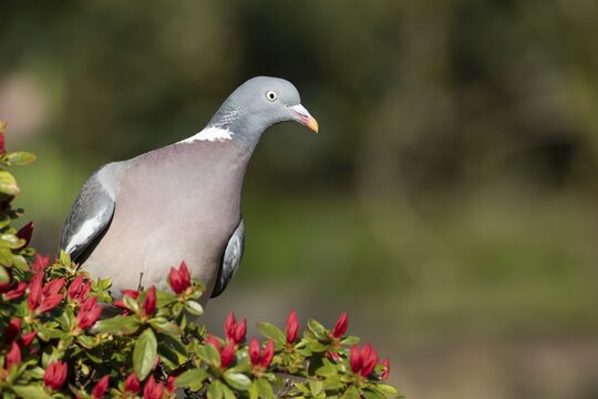 Wood pigeon (Columba palumbus) adult bird on a garden Azalia plant with red flowers in spring, England, United Kingdom