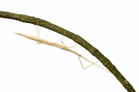 Pink winged stick insect (Sipyloidea chlorotica, Sipyloidea sipylus) on a twig against a white background, captive, native to Asia