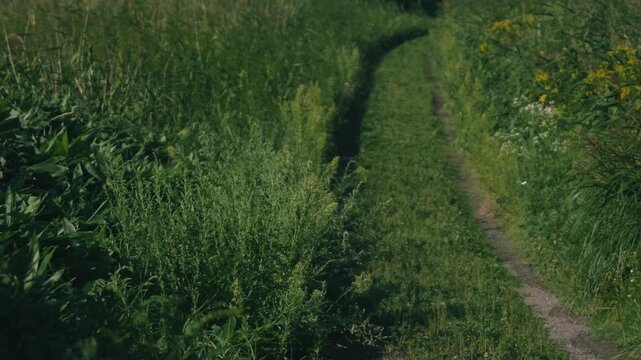A Curving Rural Road with Wheel Ruts Through a Sunlit Grassland
