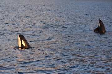 Two orca killer whales surfacing in the calm ocean water during golden hour  © youness