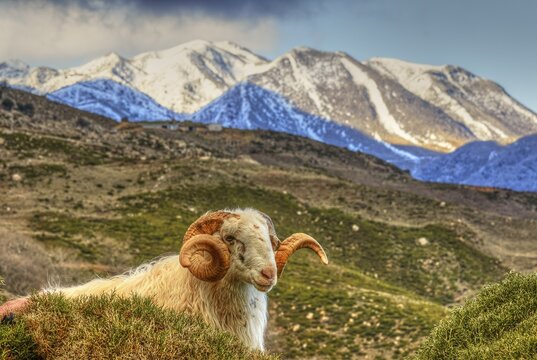 A ram standing in a meadow in front of snow-covered mountains, sheep (e) or goat (n), ovis, caprae, Crete, Greek Islands, Greece