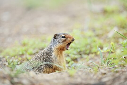 Columbia ground squirrel (Urocitellus columbianus, Spermophilus columbianus) looks out of its burrow and calls, Banff National Park, Alberta, Canada