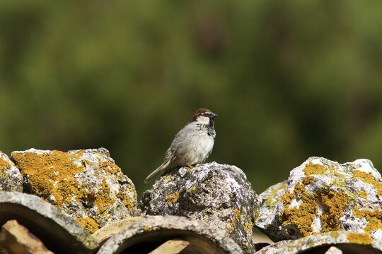 Sparrow on roof, blurred green background, moss on stone, Madonie National Park, Sicily, Italy