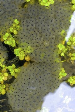 Common frog, common frog, rana temporaria, amphibians, amphibians, frog, frogs, high size, portrait format, spawn, spawn ball, amphibians, spawn