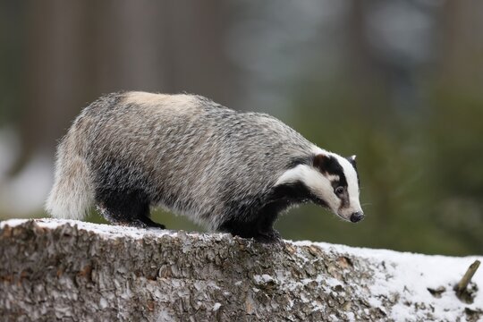 European badger (Meles meles), on a snow-covered tree trunk, Czech Republic