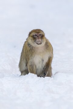 Barbary Macaque (Macaca sylvanus), adult, in the snow, captive, Rhineland-Palatinate, Germany
