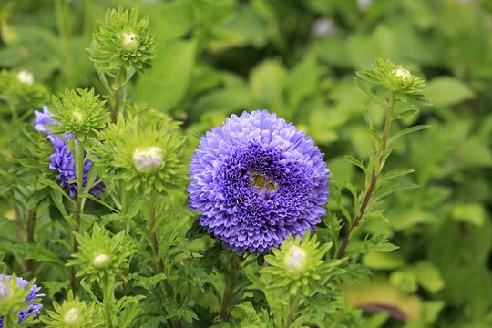 Chinese Aster (Callistephus chinensis), flower, Germany
