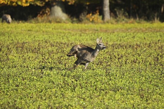 European roe deer (Capreolus capreolus) in winter coat fleeing across a field, Lower Austria, Austria