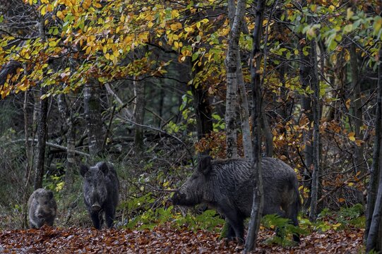 A wild boar (Sus scrofa) and its young boar watch a boar suspiciously at the beginning of the mating season, late autumn, mating season, November, Denmark