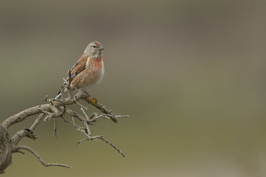 Linnet (Linaria cannabina) adult male bird on a branch, England, United Kingdom