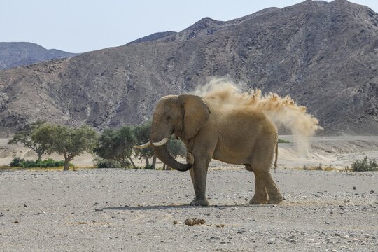 Desert elephant (Loxodonta africana) taking a sand bath in the Hoanib dry river, Kaokoveld, Kunene region, Namibia