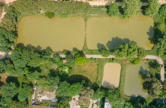 Aerial view of a fishing farm with multiple ponds surrounded by lush trees and rural paths in Punjab, Pakistan.
