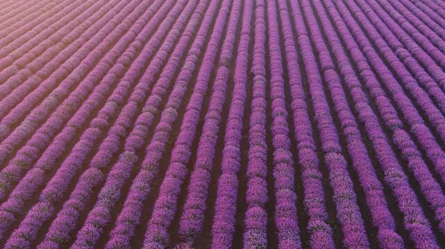Aerial view of vibrant purple lavender rows stretching across the agricultural landscape in Shabla, Dobrich Province, Bulgaria.