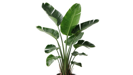 Large green Bird of Paradise plant with broad leaves, isolated on transparent background © isong