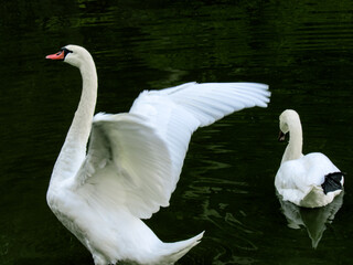 swans on the lake © Starlit