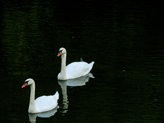 two swans on the lake © Starlit