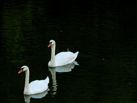 two swans on the lake