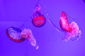 Three Colorful Jellyfish Swimming in Purple Aquarium Water © Mel