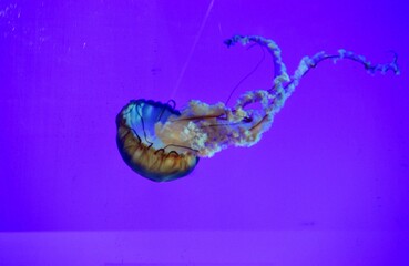 Jellyfish Swimming in Purple Aquarium Water © Mel