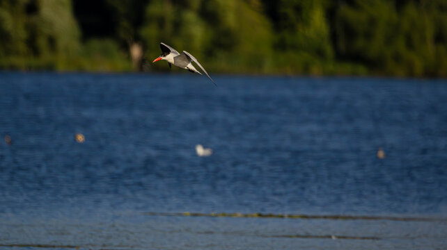 Common Tern in Flight