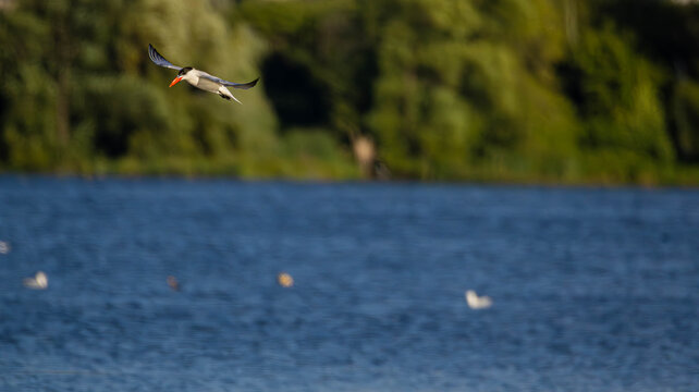 Common Tern in Flight