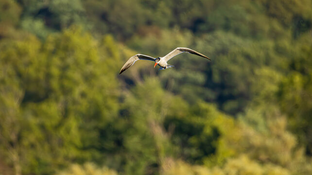 Common Tern in Flight