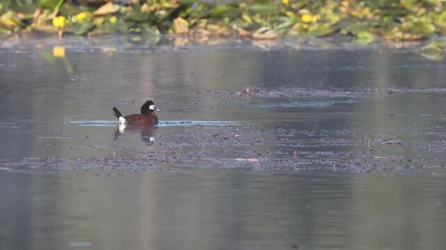 Ruddy duck (Oxyura jamaicensis) drake slapping the water with his bill in courtship display near yellow pond lilies at Kyburz Marsh in Sierra County, California