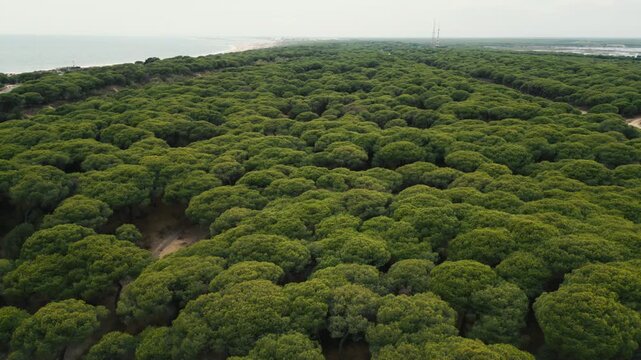Aerial view of a dense stone pine forest canopy bordering a sandy beach and ocean under an overcast sky, showing the vast expanse of a protected coastal reserve.