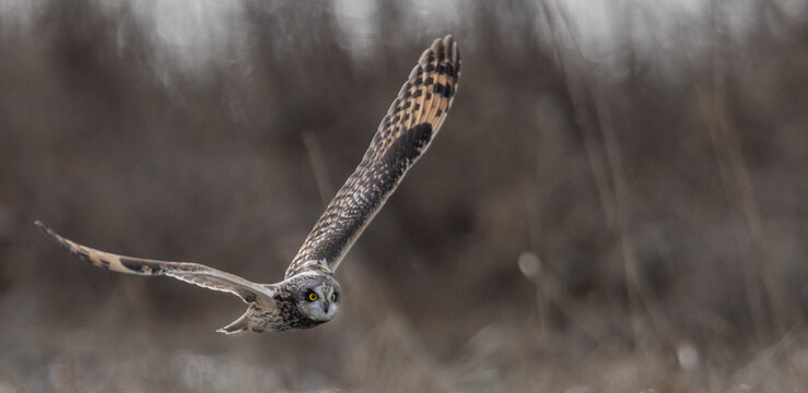 View of a short-eared owl in flight with wings spread wide over a grassy field in Delta, British Columbia, Canada.